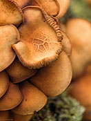 Pilze mit Blattmuster