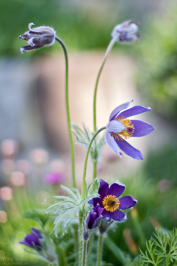 Pulsatilla Vulgaris - Küchenschelle - Kuhschelle