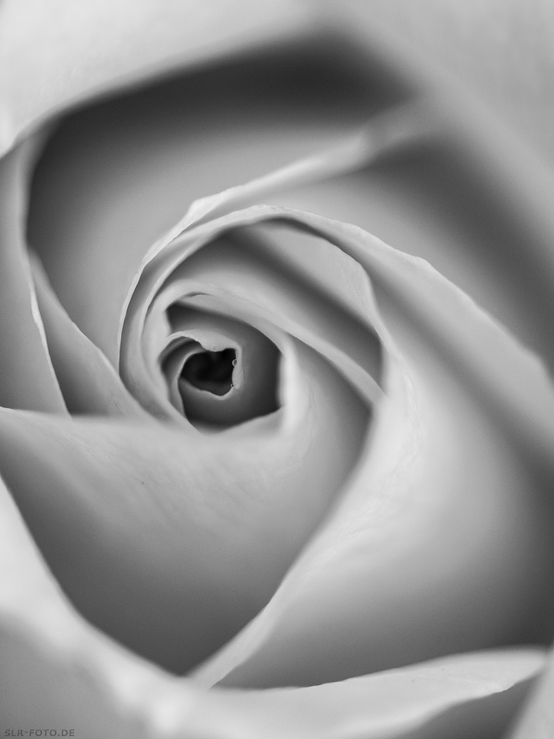 Rose s/w abstrakt