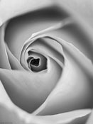 Rose s/w abstrakt