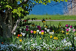 Tulpen-Arrangement am See