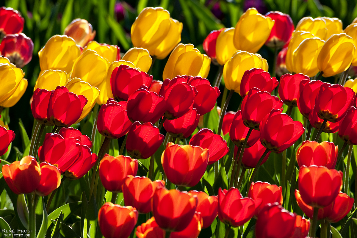 Leuchtende Tulpen