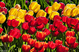 Leuchtende Tulpen