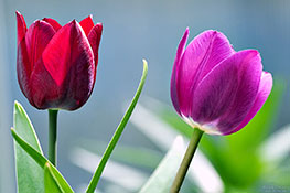 Zwei Tulpen