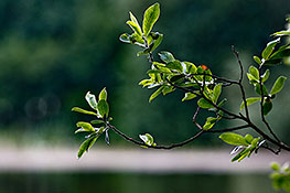 Blätter und Zweige am Teufelssee