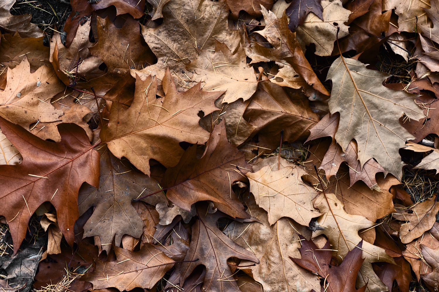 Herbstlaub II