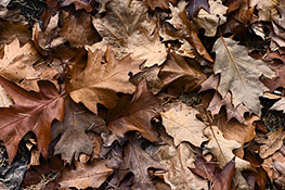 Herbstlaub II