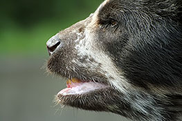 Brillenbär (Tremarctos ornatus)