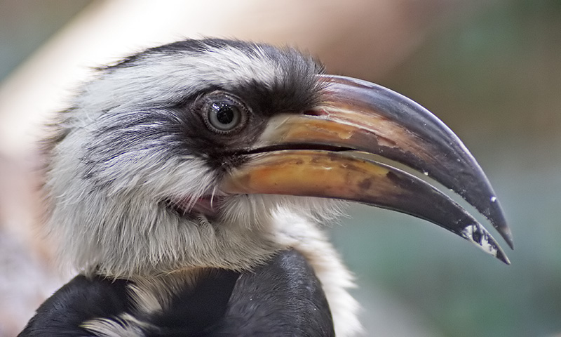 Deckens-Tocko (Tockus deckeni)