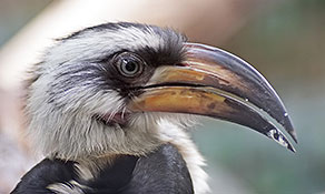 Deckens-Tocko (Tockus deckeni)