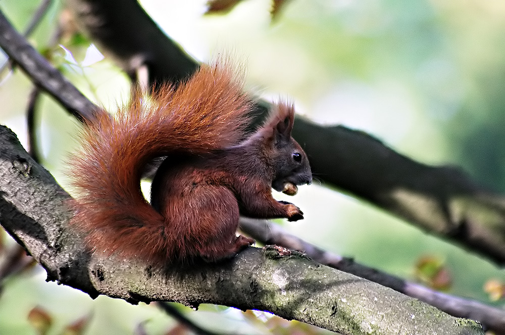 Eichhörnchen (Sciurus)