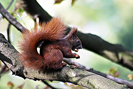 Eichhörnchen (Sciurus)