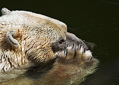 Eisbär (Ursus maritimus)