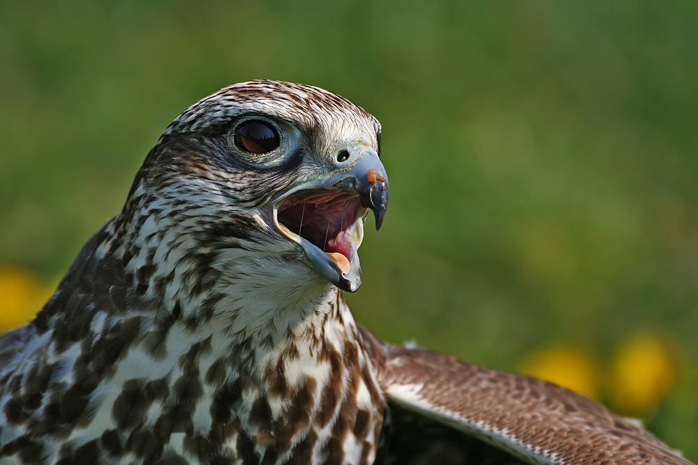 Falke (Falconidae)