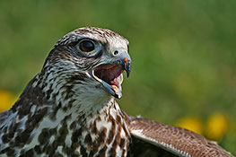 Falke (Falconidae)