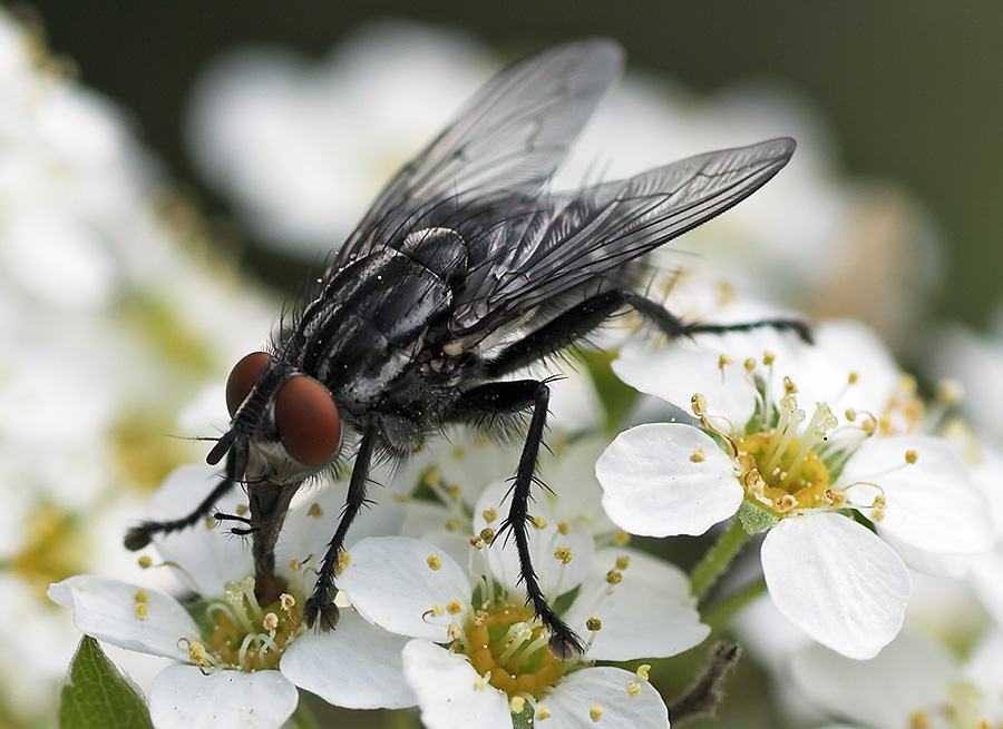 Fliege