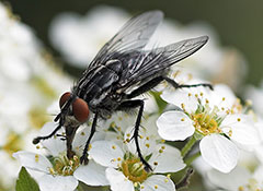 Fliege
