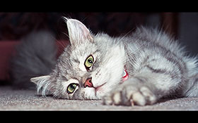 kleiner Perserkater