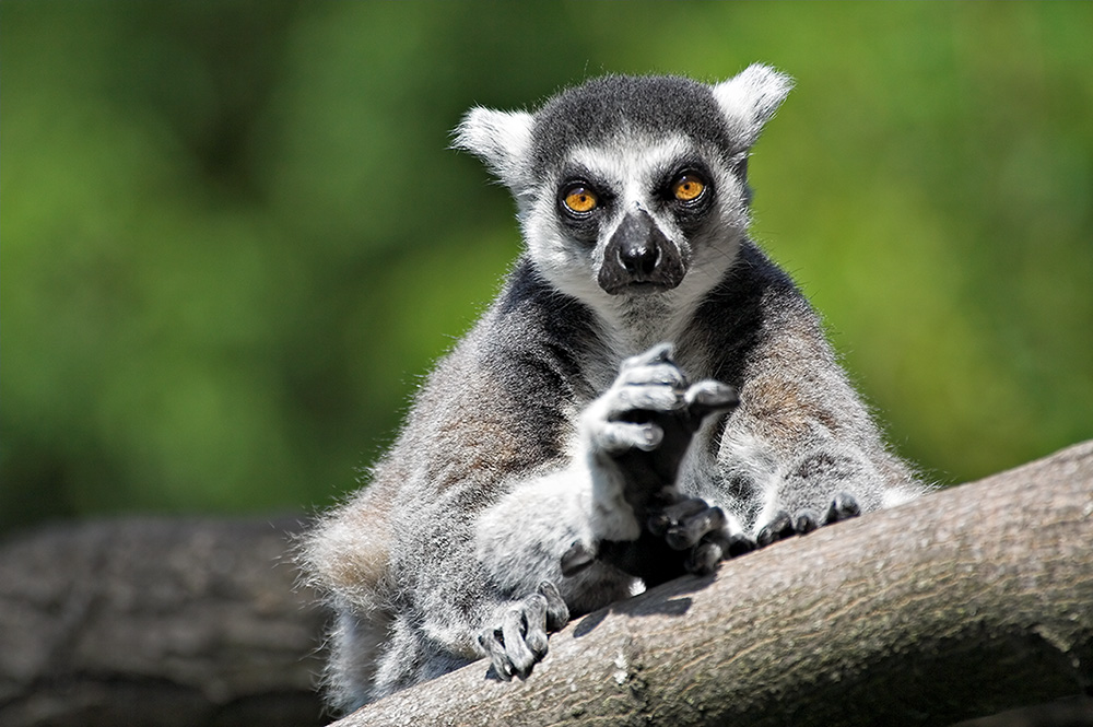 Katta (Lemur catta)
