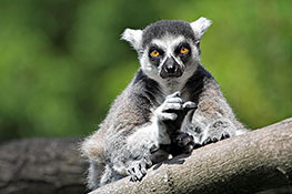 Katta (Lemur catta)
