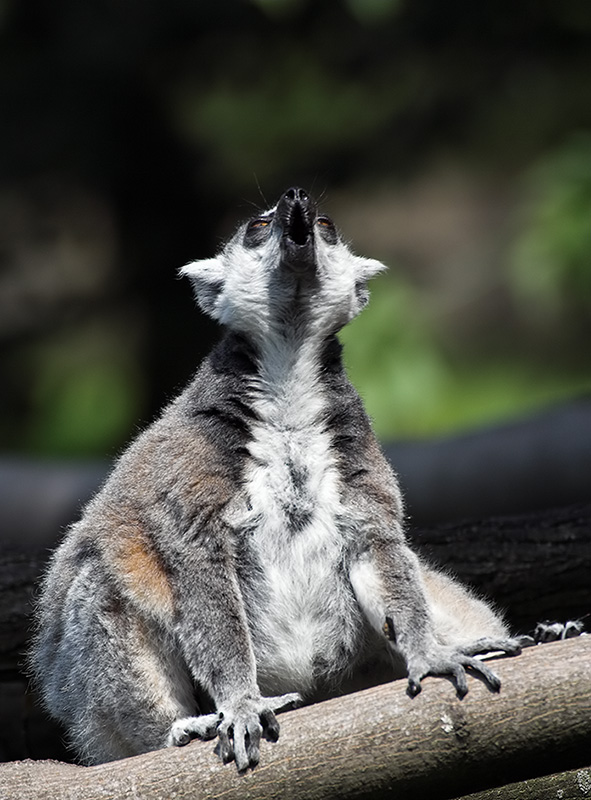 Katta (Lemur catta)