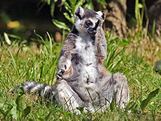Katta (Lemur catta)
