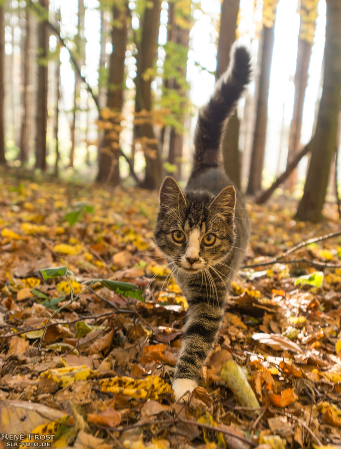 junge Katze im Wald