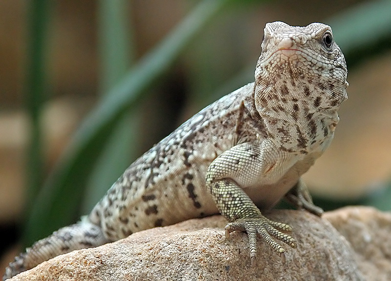 Leguan (Iguanidae)