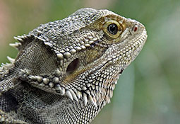 Leguan - Iguanidae