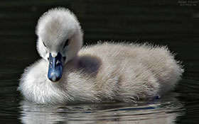 Höckerschwänchen (Cygnus olor)