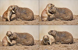 Präriehunde (Cynomys)