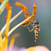 Schwebfliege (Syrphidae)