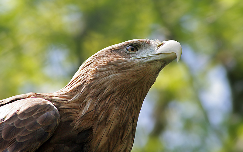 Steinadler im Tierpark Berlin-Friedrichsfelde