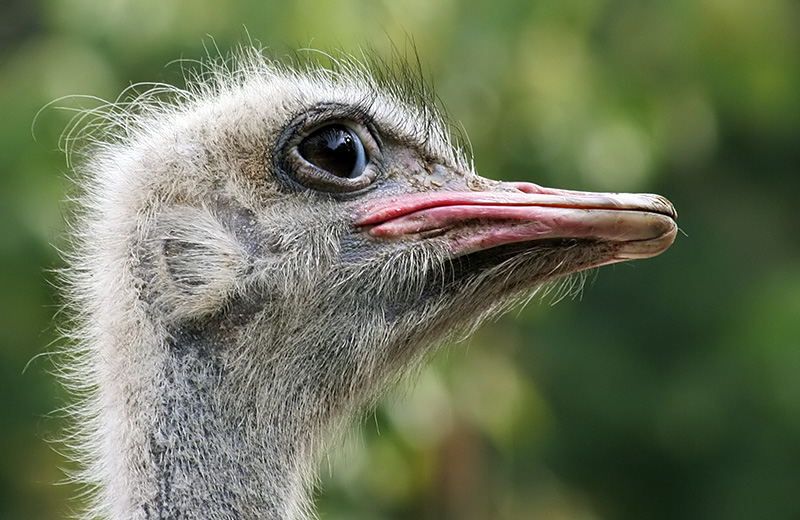 Südafrikanischer Strauß (Struthio camelus australis)