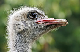 Südafrikanischer Strauß - Struthio camelus australis