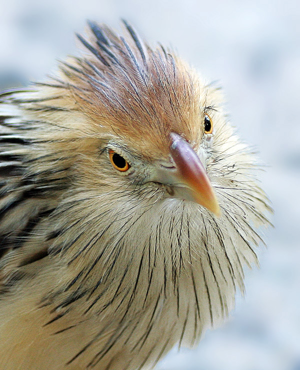 Guirakuckuck (Guira guira)