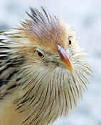 Guirakuckuck (Guira guira)
