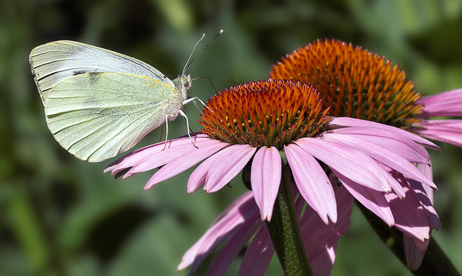 Kleiner Kohlweißling (Pieris rapae)