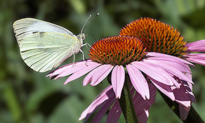Kleiner Kohlweißling (Pieris rapae)