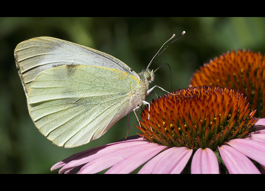 Kleiner Kohlweißling (Pieris rapae) II