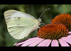 Kleiner Kohlweißling (Pieris rapae)